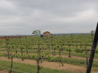 vineyard at Fredericksburg TX wineries is one of the romantic getaways in Texas