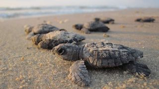 baby sea turtles in the sand