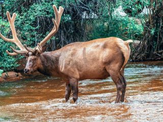 This elk was found by the Estes Park River Walk, one of the many things to do in Estes Park Colorado